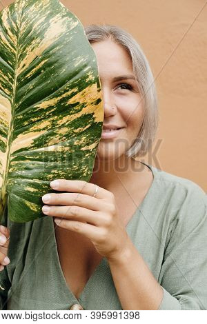 Woman Hand Holding Alocasia Alba Green Yellow Leaf