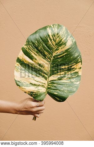 Woman Hand Holding Alocasia Alba Green Yellow Leaf
