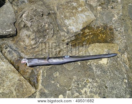 Fischkopf