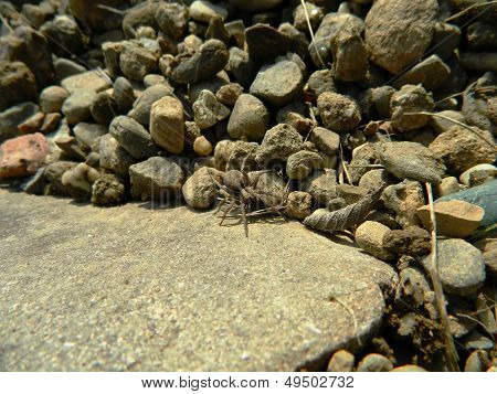 Spinne