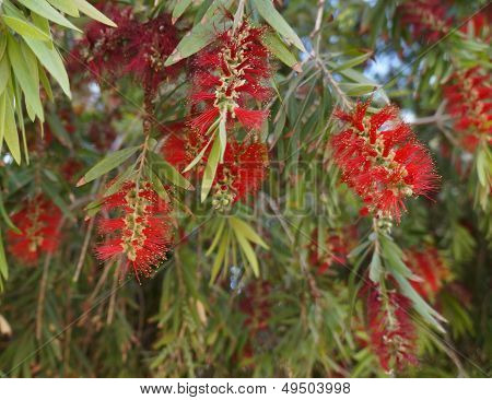 Callistemon blossom