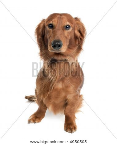Dachshund (15 เดือนเก่า)