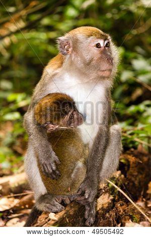 Moeder en baby makaak monkey