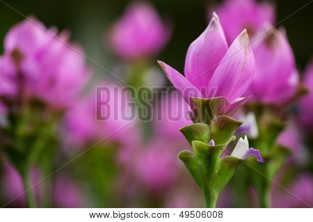Siam Tulip