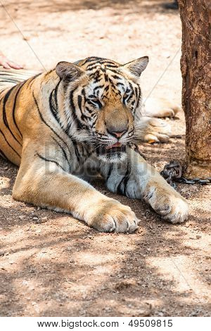 Captured Asian Bengal Tiger In Open Space In Metal Chain