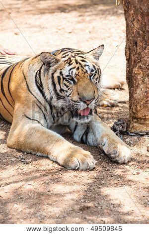 Captured Asian Bengal Tiger In Open Space In Metal Chain