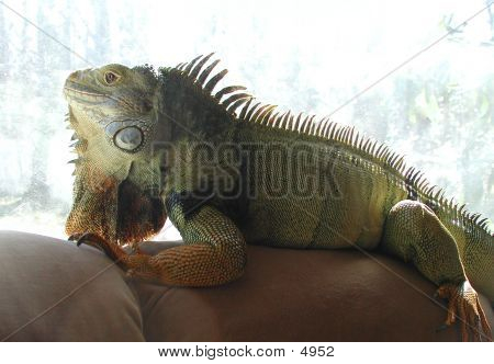 Leguán