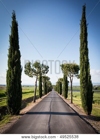 Avenue cypřiše v Toskánsku