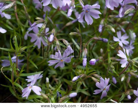 Perriwinkle (vinca майор)