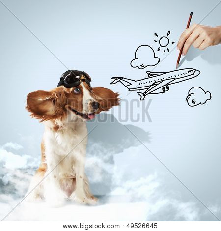 Perro spaniel graciosos