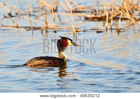 vesilintu järvellä (podiceps grisegena)