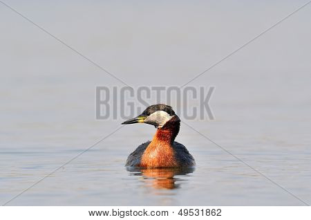 vesilintu järvellä (podiceps grisegena)