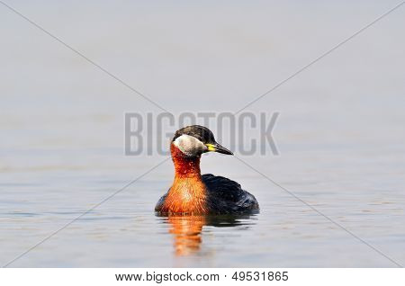 vesilintu järvellä (podiceps grisegena)