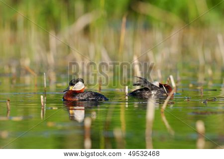 vesilintuja järven (podiceps grisegena)