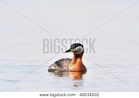 vesilintu järvellä (podiceps grisegena)
