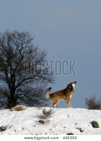 Perro salvaje 2
