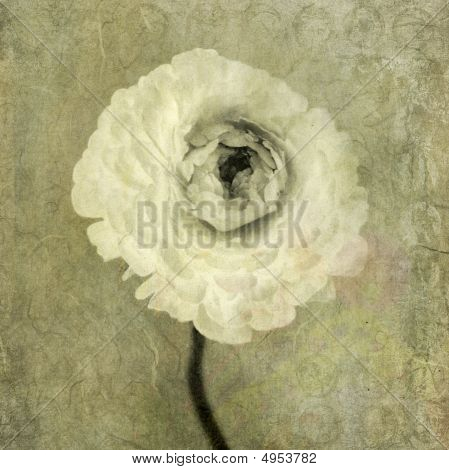 Ranunculus