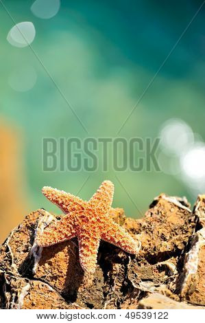 estrella de mar en roca en la orilla del mar