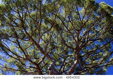 Ombrello Pine (pinus Pinea)
