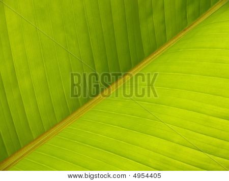 Banana Leaf Pattern diagonali Closeup