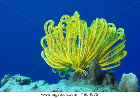 Gelbe Crinoiden