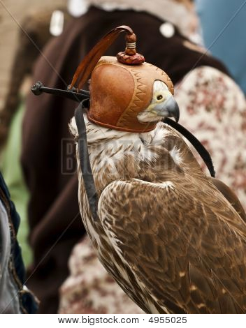 Falcon med hollandske hætte