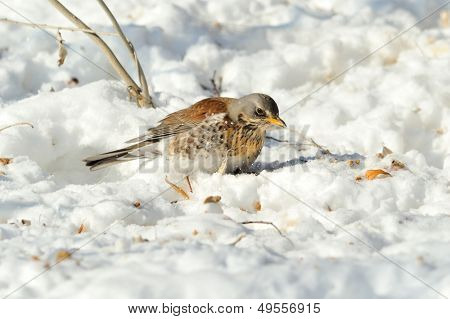 pamukçuk kış (Turdus burnu)