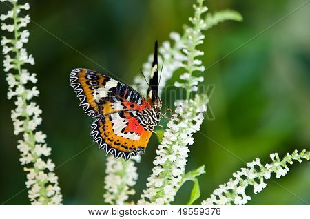 Malay Lacewing butterfly