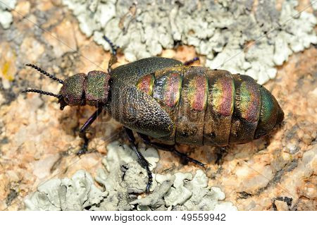Käfer im freien (Meloe Ölkäfer)