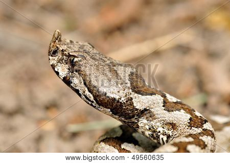 hornede hugorm (vipera ammodytes)