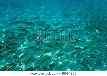 imagem subaquática de peixes tropicais (Mullidae yellowstripe - mulloides flavolineatus)