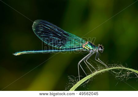 Dragonfly utomhus (coleopteres splendes)