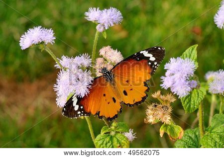 Kelebek çiçek (danaus (anosia) chrysippus) açık