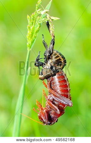 大きな腹クリケット (Bradiphorus Dasiphus)