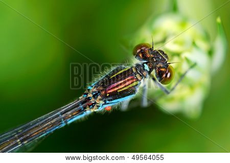 Dragonfly udendørs (coleopteres splendens)