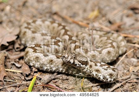vipère de grand-duc (vipera ammodytes)
