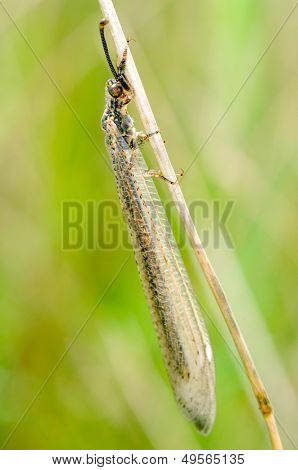 개미 라이온 (creoleon lugdunensis)
