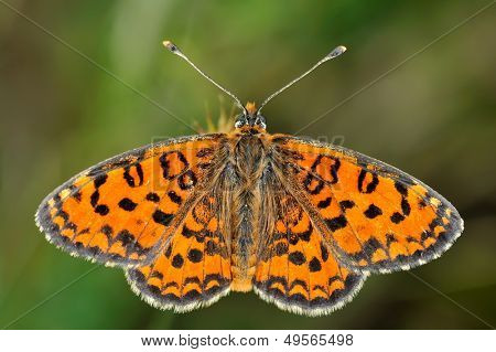 motyl w naturalnym środowisku (melitaea aethera)