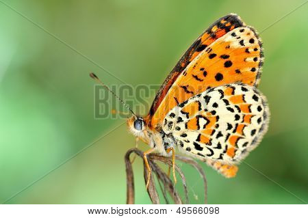 motyl w naturalnym środowisku (melitaea aethera)