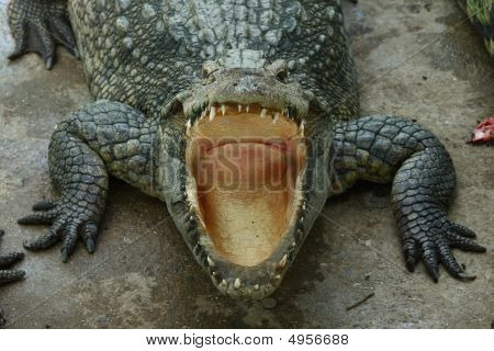 Krokodyl