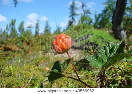 cloudberries