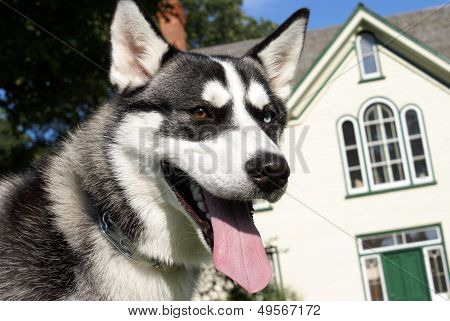 Siberian Husky