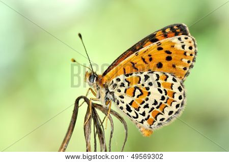 motyl w naturalnym środowisku (melitaea aethera)