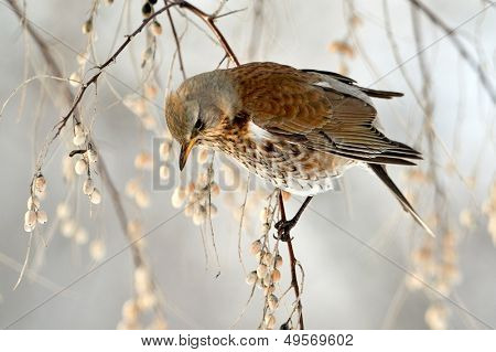 pamukçuk şube kış (Turdus burnu) üzerinde