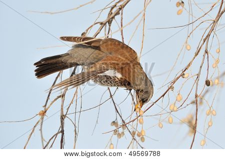 pamukçuk şube kış (Turdus burnu) üzerinde