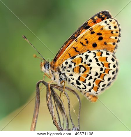 motyl w naturalnym środowisku (melitaea aethera)