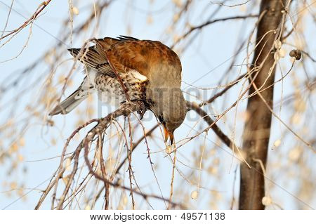 pamukçuk şube kış (Turdus burnu) üzerinde