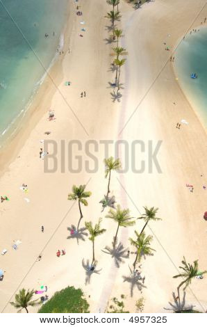 Aerial Palmen