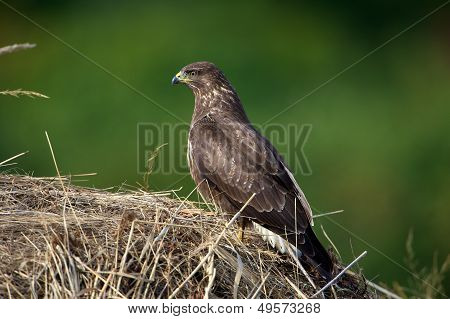 Buzzard