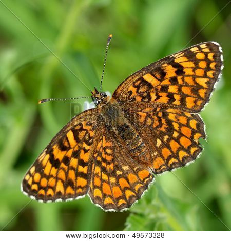 motyl w naturalnym środowisku (melitaea aethera)